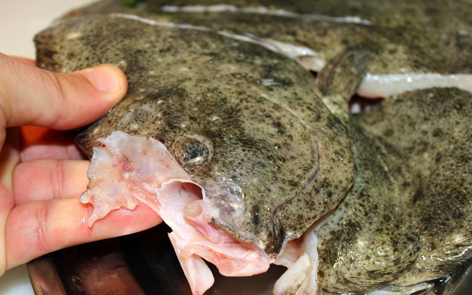 turbot al forn salsa balandra pas6