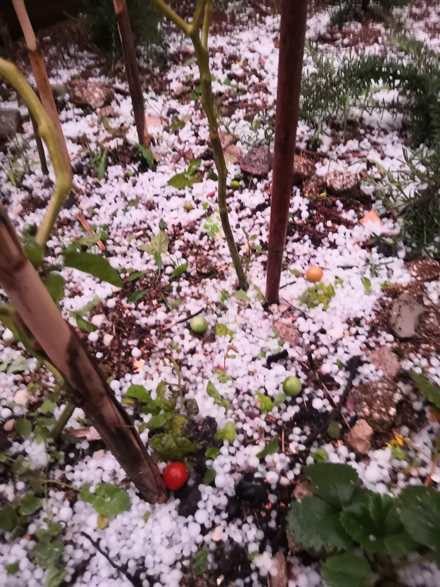 Las granizadas destrozan los huertos / Foto: @SoXiOB Twitter archivo