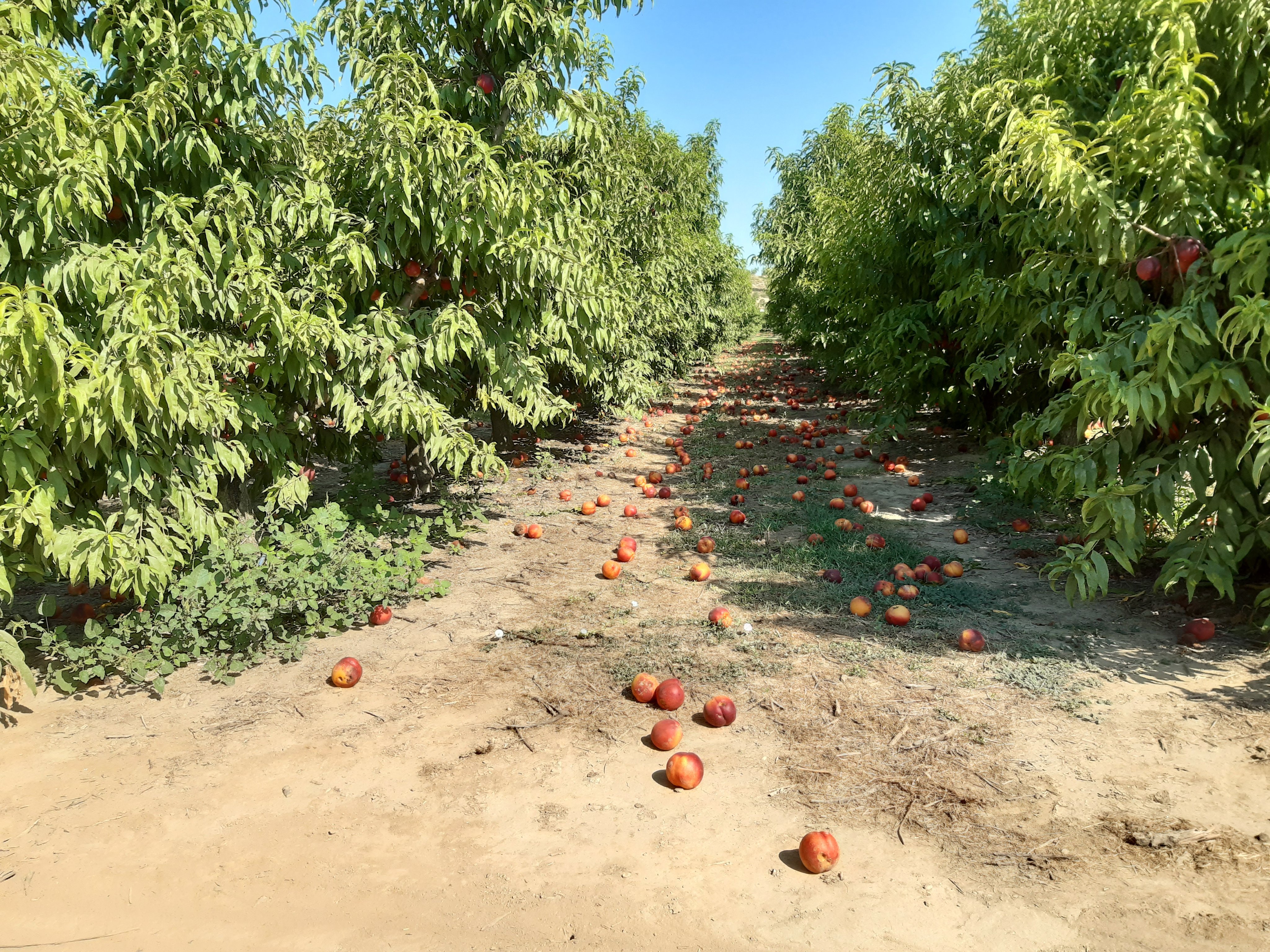 Nectarines afectades per la pedra a terra / Foto: @Jalfons5 Twitter