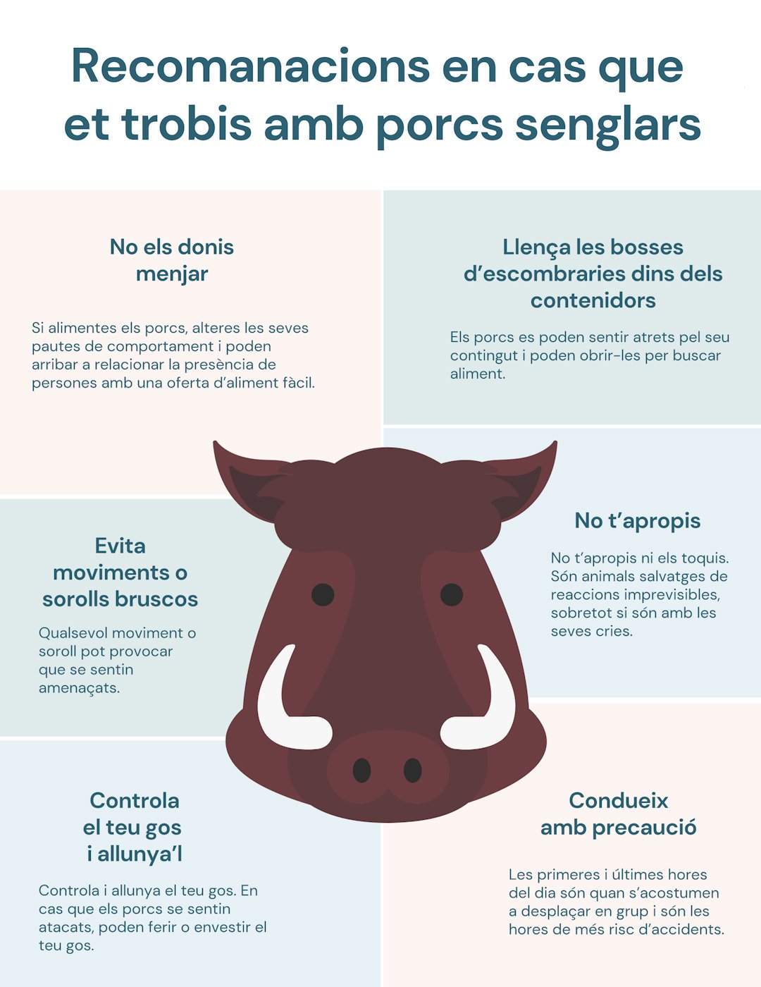 Consells en cas de trobar nos amb un porc senglar / Ajuntament de Badia del Vallès