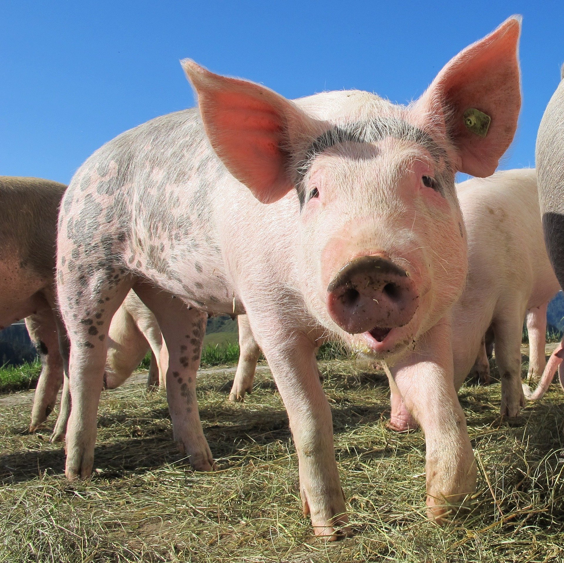 'Resucitan' órganos de cerdos muertos: gran avance para los trasplantes