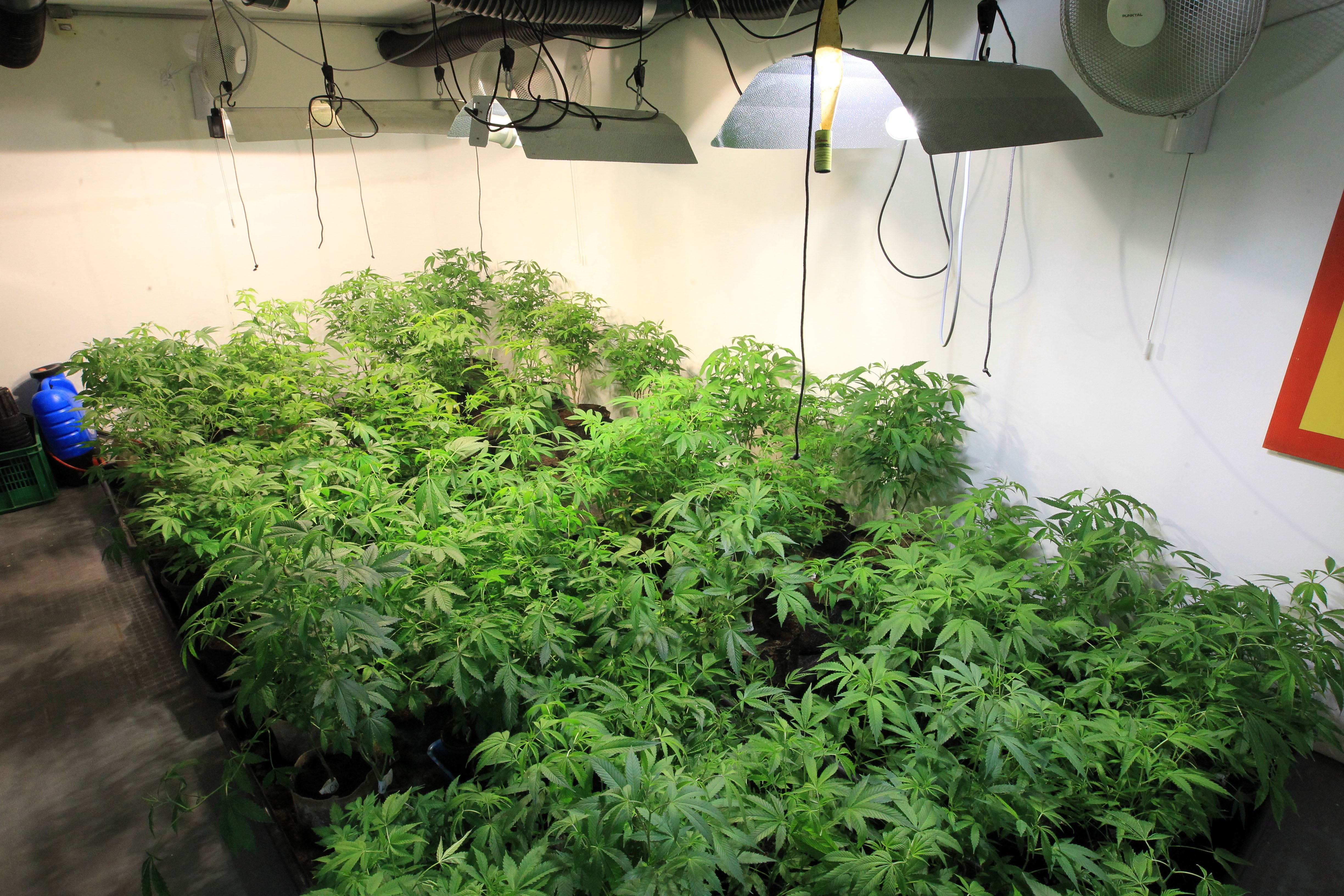 Les farmàcies de l'Uruguai, les primeres a vendre marihuana