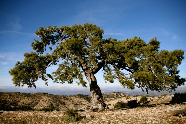 jsv pino del cugat