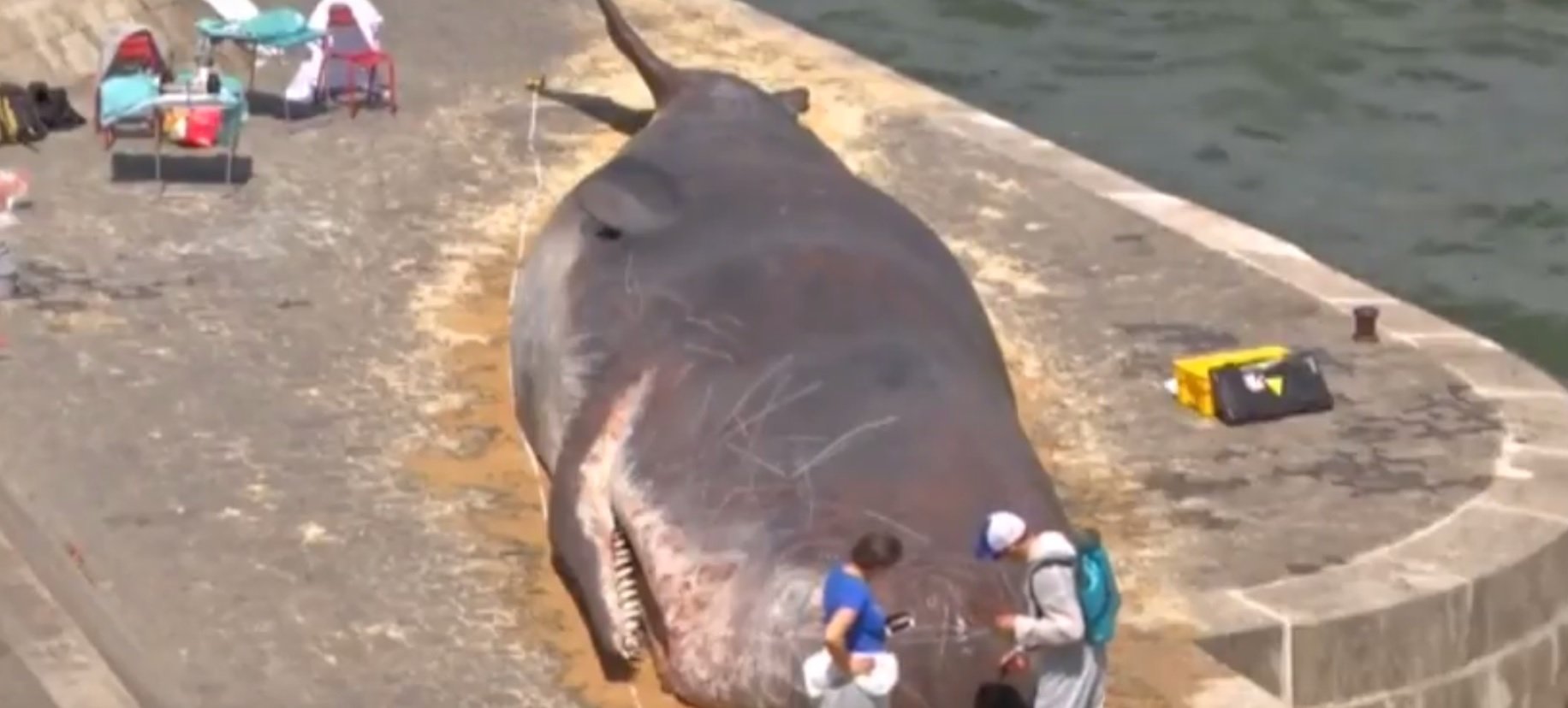 Video: Una ballena en la orilla del Sena de París