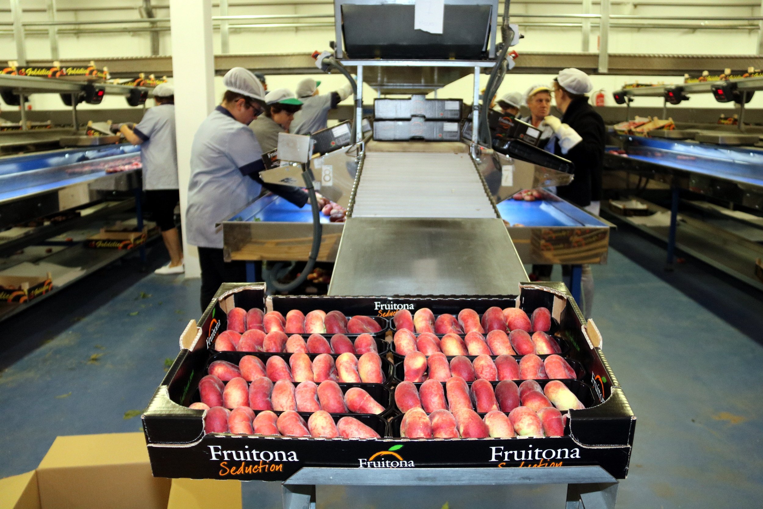 UP pide la retirada urgente de melocotones y nectarinas para equilibrar el mercado