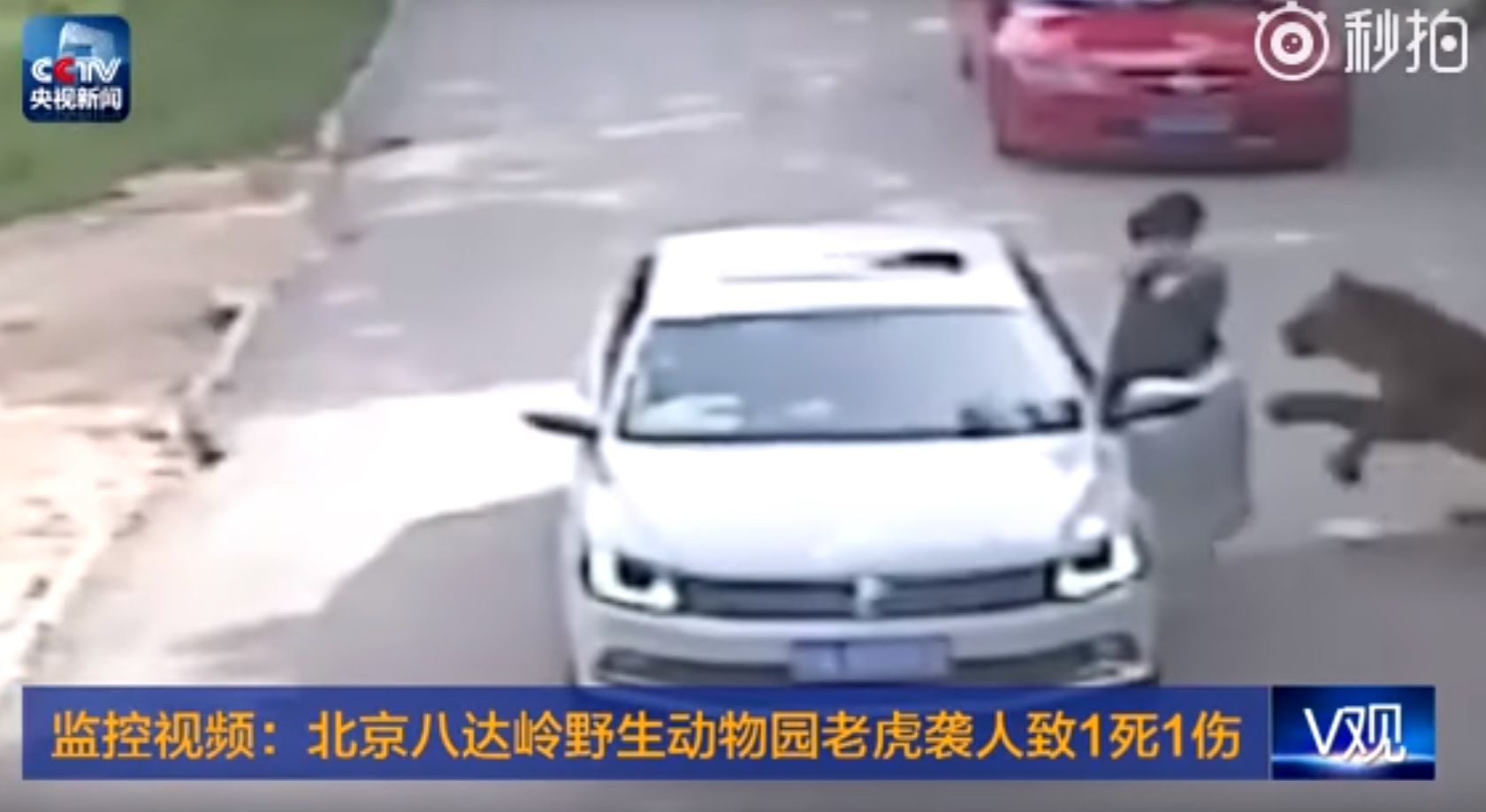 VÍDEO: L’atac mortal d’un tigre a una dona a Pequín