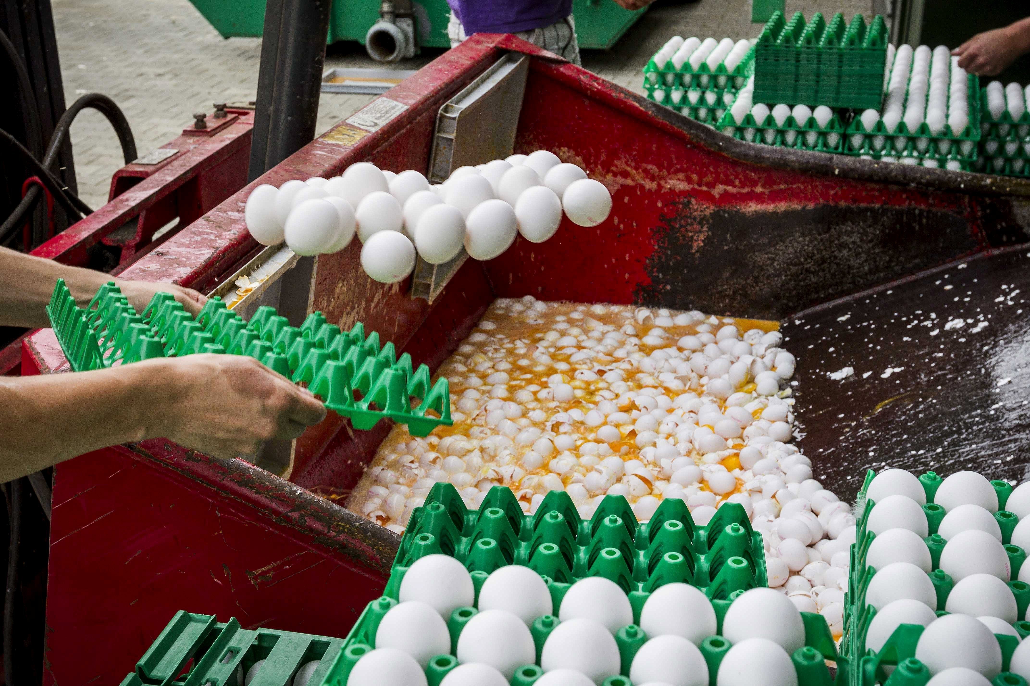 Confiscada en el País Vasco una partida de huevo contaminado