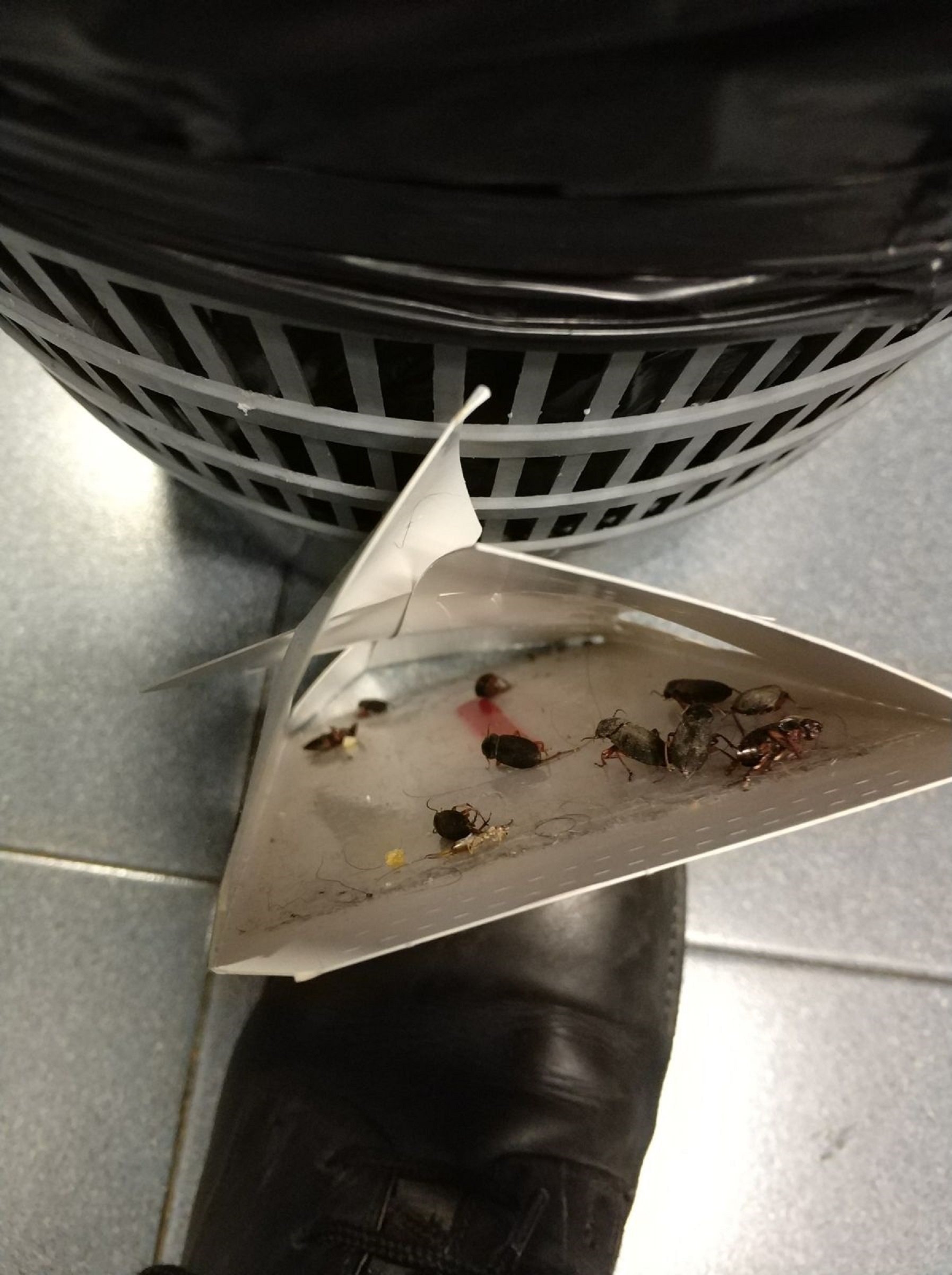 Una plaga de grillos invade una comisaría de los Mossos en Balaguer Una plaga de grillos invade una comisaría de los Mossos en Balaguer