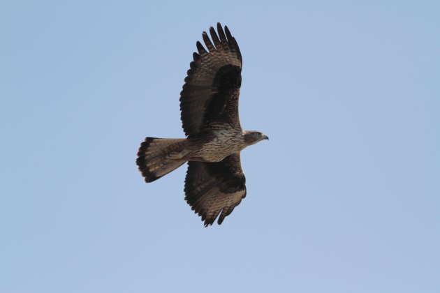 Aguila cuabarrada