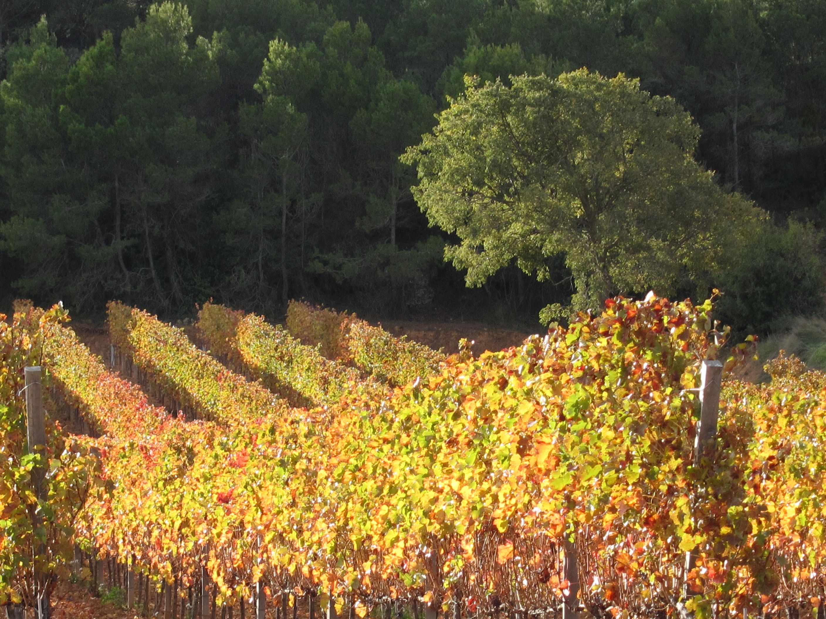 Les Garrigues: entre olis i vins