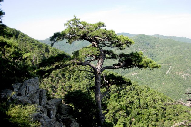 árbol viejo pino canchal