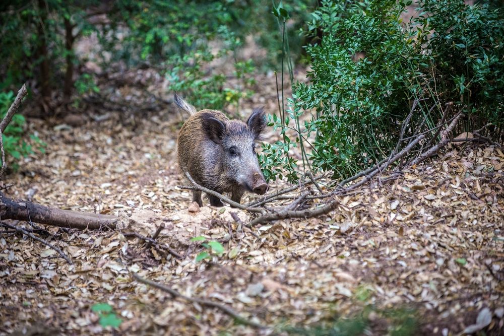 Detectados dos casos de peste porcina en jabalíes de Collserola