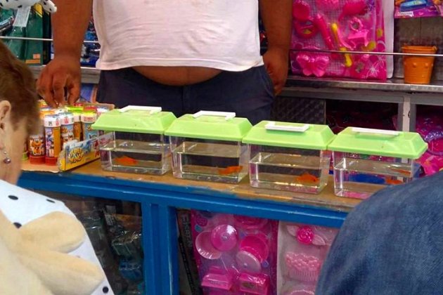 tombola peixos ACN