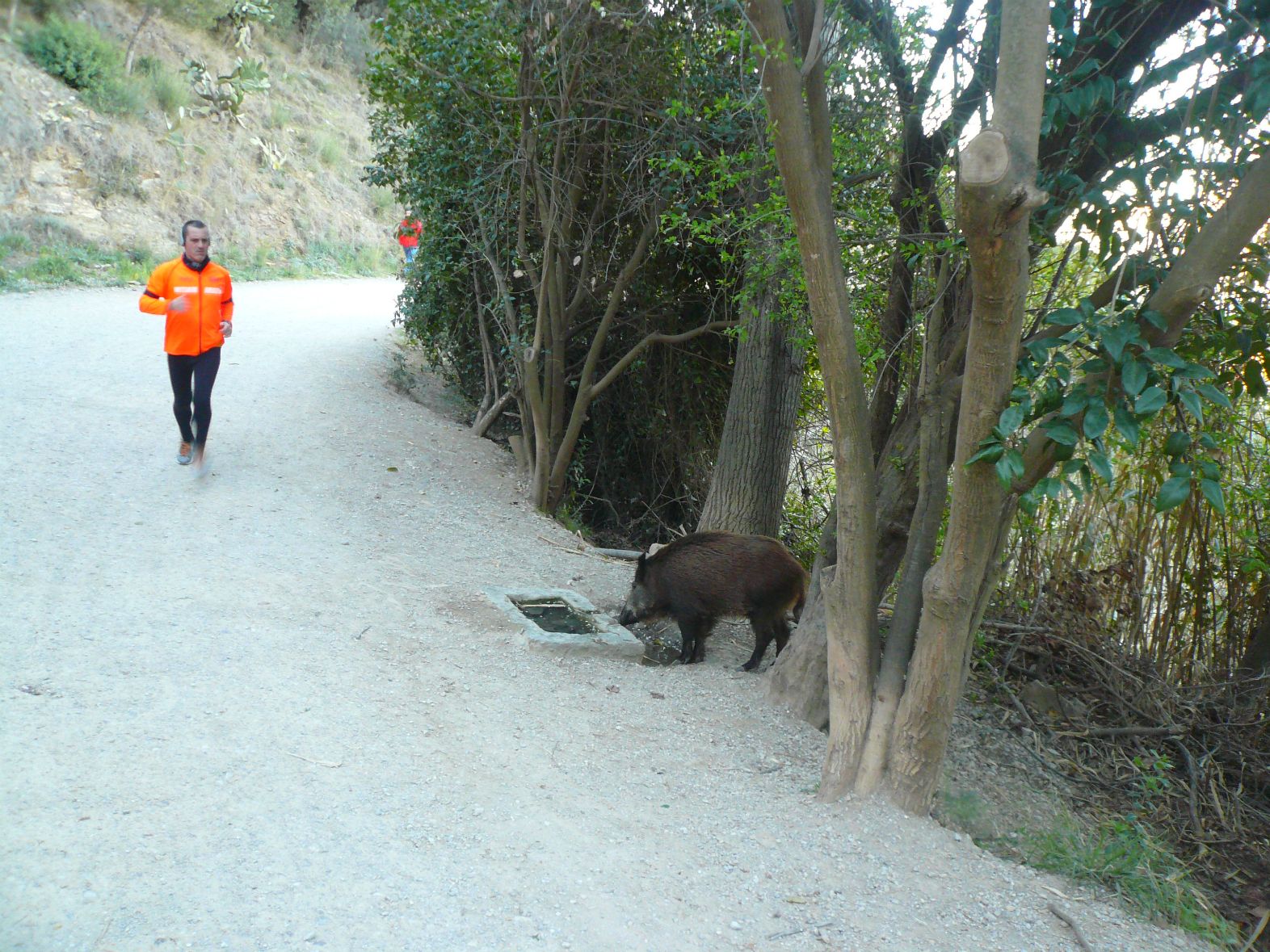 Els senglars, un perill econòmic i vial?