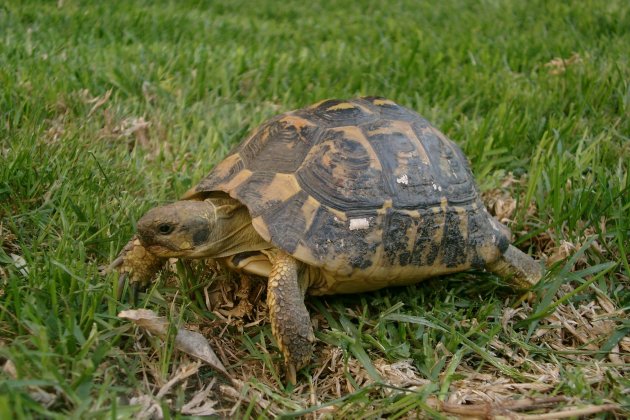 Tortuga mediterránea JJ