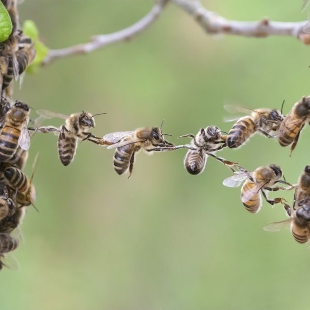 Abejas / Pixabay Abejas / Pixabay