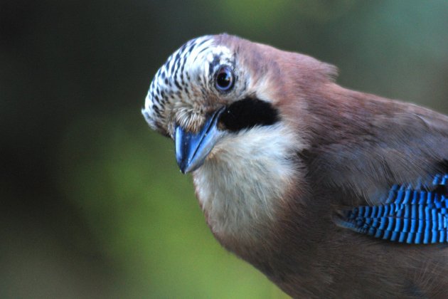 arxiu Consorci Parc Collserola GAIG 0773