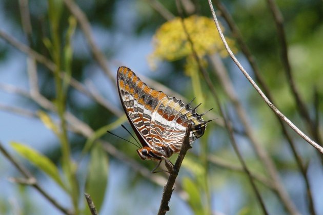 arxiu Consorci Parc Collserola papallonaDelArboç