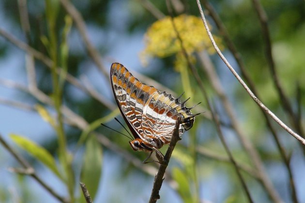 arxiu Consorci Parc Collserola papallonaDelArboç