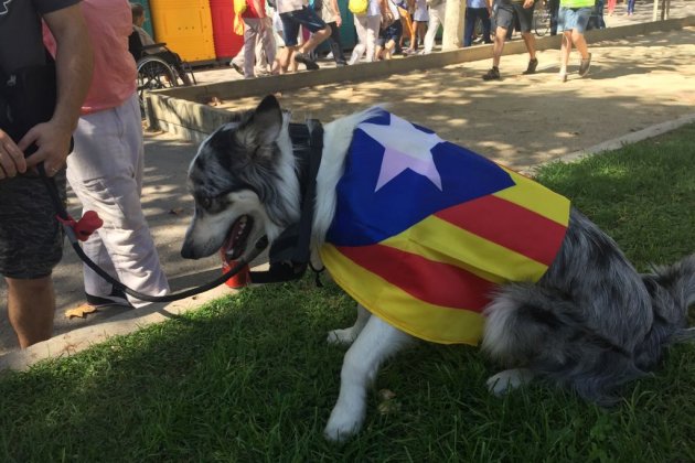 Gos independentista / DG