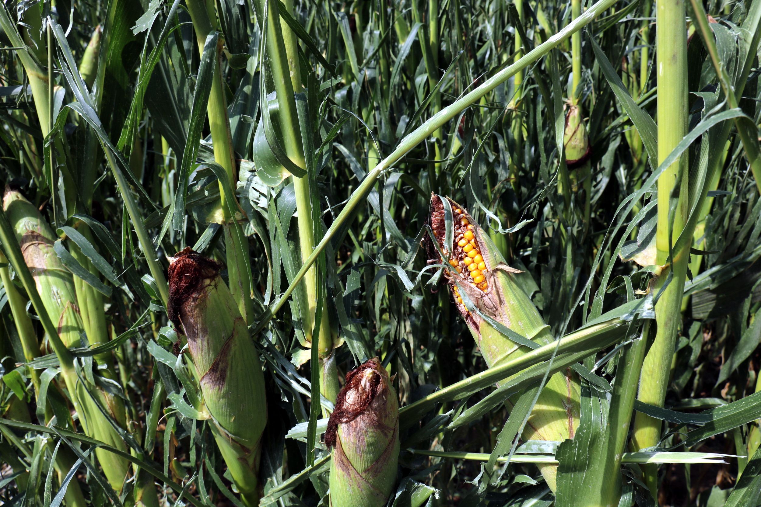 Las aseguradoras rebajan la zona afectada por la granizada en Lleida