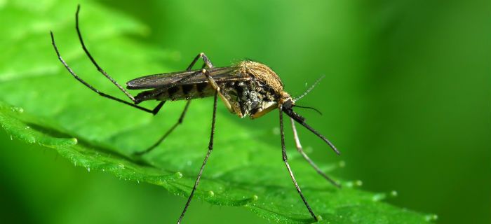 Virus Zika: emergencia sanitaria global, pero no local