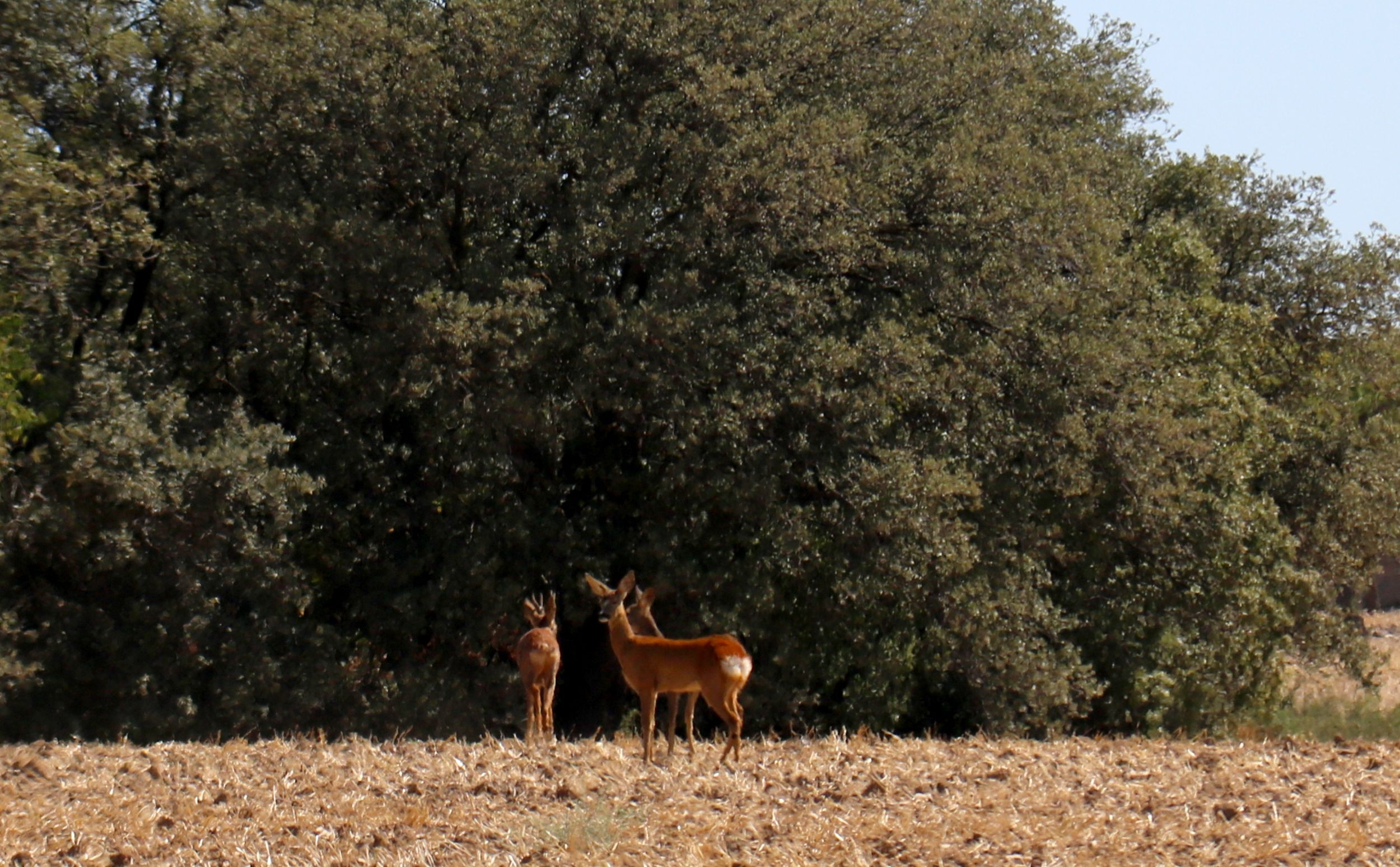 Tres cervatillos se pasean cerca del A-2 entre Tàrrega y Cervera