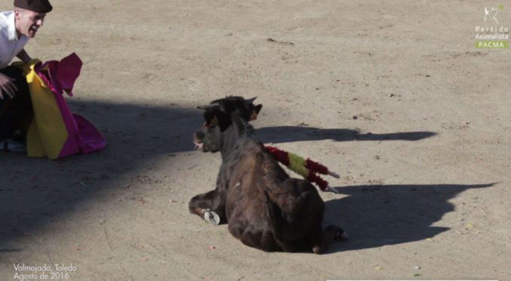 Un vedell torejat fins a morir, nou vídeo-denúncia del PACMA