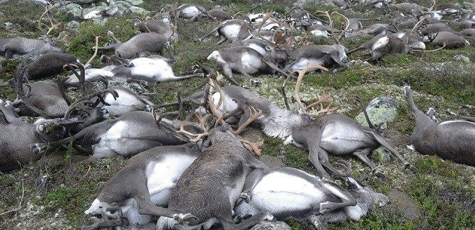 Una tormenta eléctrica mata 323 renos en Noruega