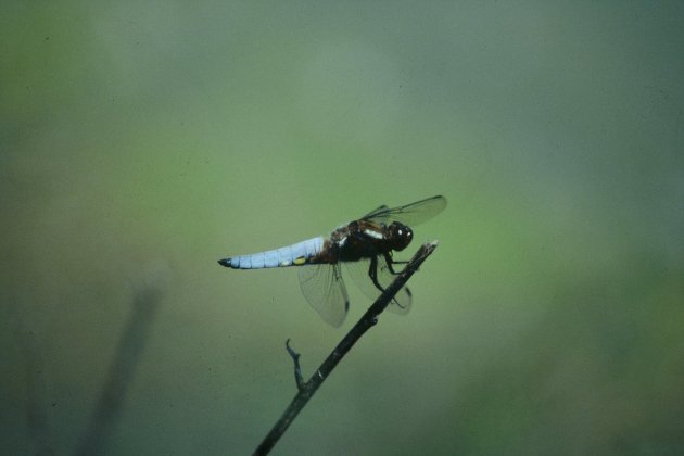 FAUNA 19920526 Libélula ancha Libellula depressa campo Pitorro Charcos E 2095 1