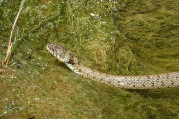 FAUNA Serp de collaret Natrix natrix GrabolosaM P1180297 2000