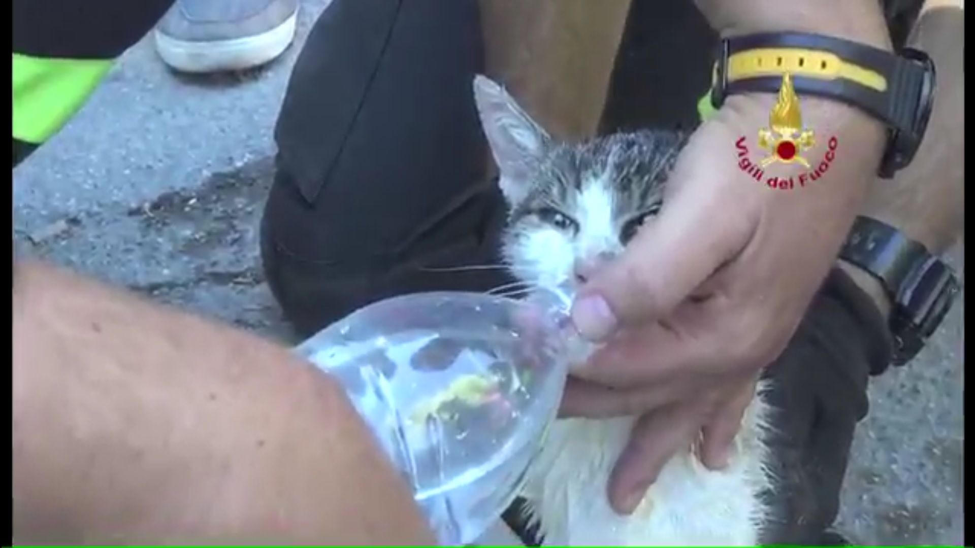 Salvan a una gata en Italia cinco días después del terremoto
