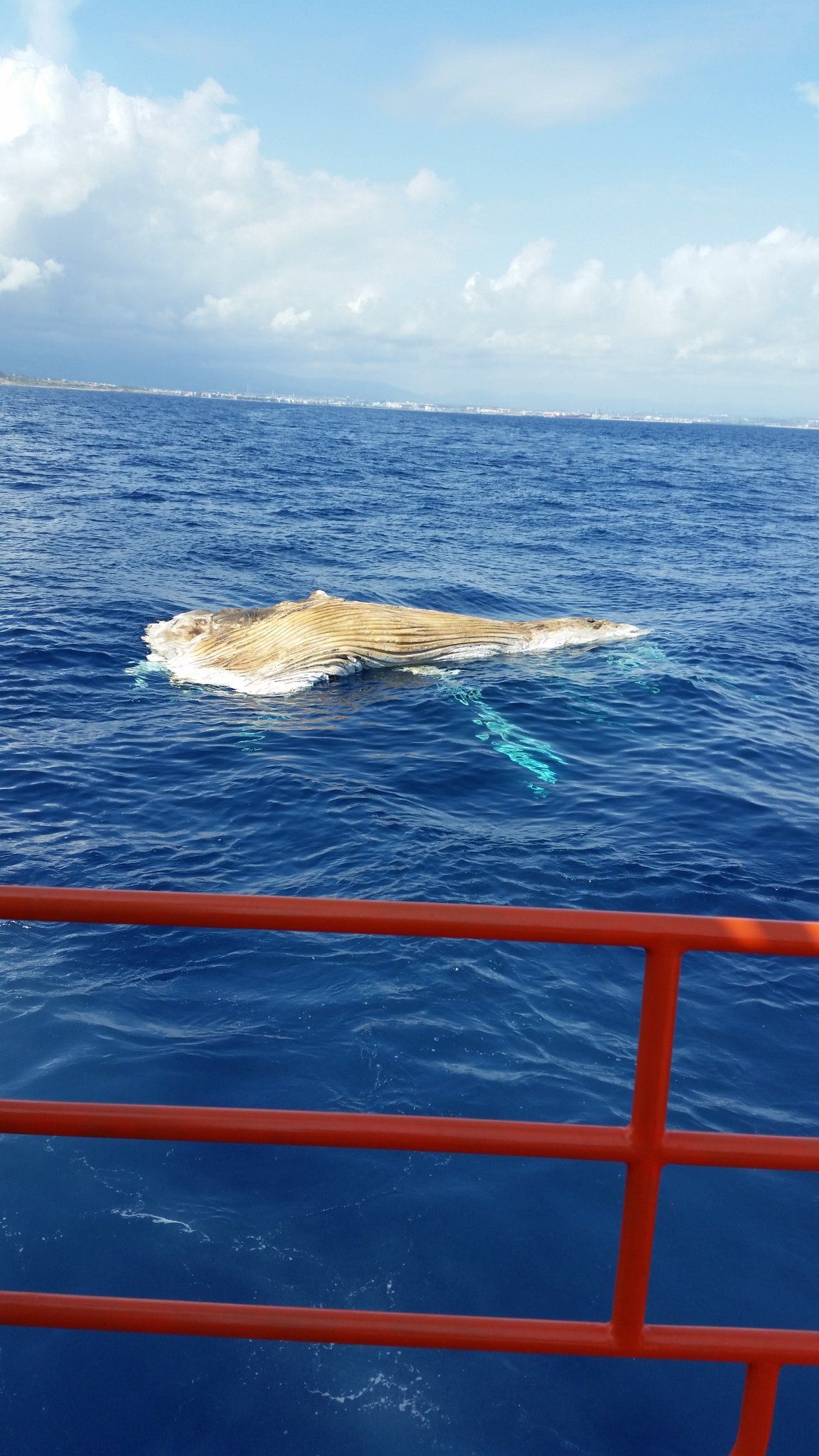 Aparece una ballena muerta flotando cerca de Salou