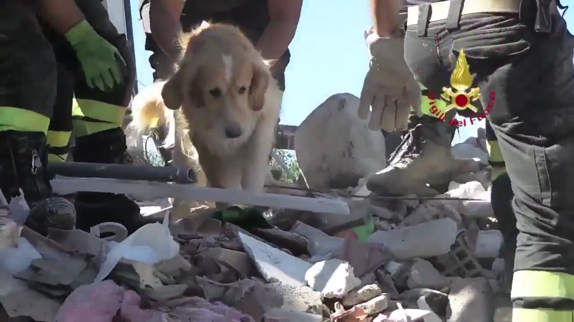 Romeo, el gos rescatat 10 dies després del terratrèmol a Itàlia