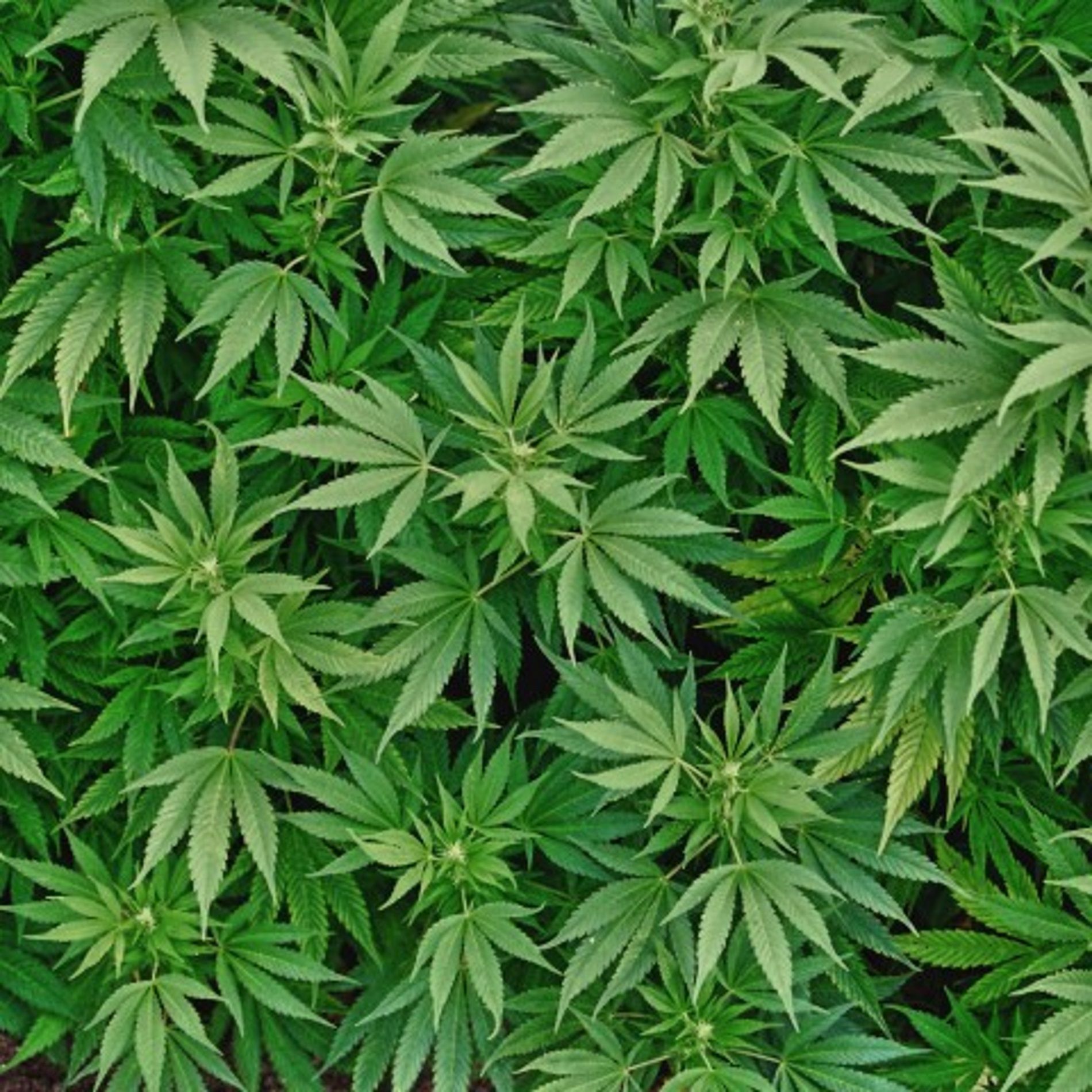 cannabis2 pixabay
