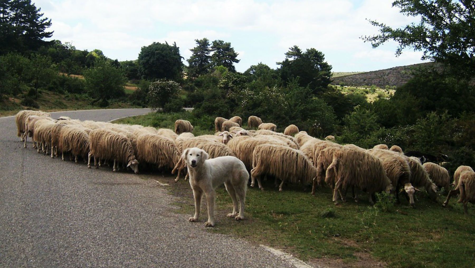 Les ramaderes es queixen que els Mossos no les deixen pasturar pel coronavirus