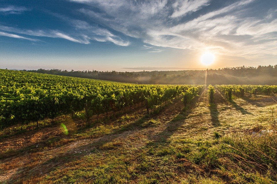 DO Montsant, vinos nacidos de la mano del hombre