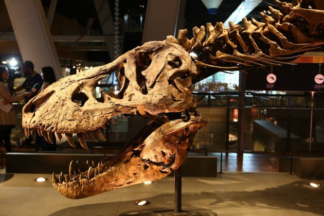 l impressionant dinosaure de mes de 12 metres de llarg amb un cap de metre i mig i unes potes posteriors extremament grans