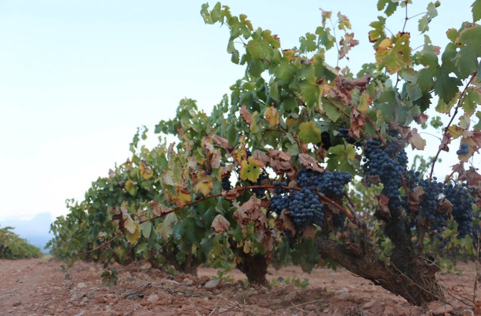 DO Conca de Barberà: los mejores vinos con sabor a historia