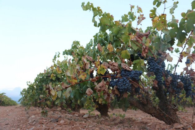 DO CONCA BARBERA Arxiu DO Conca de Barberà