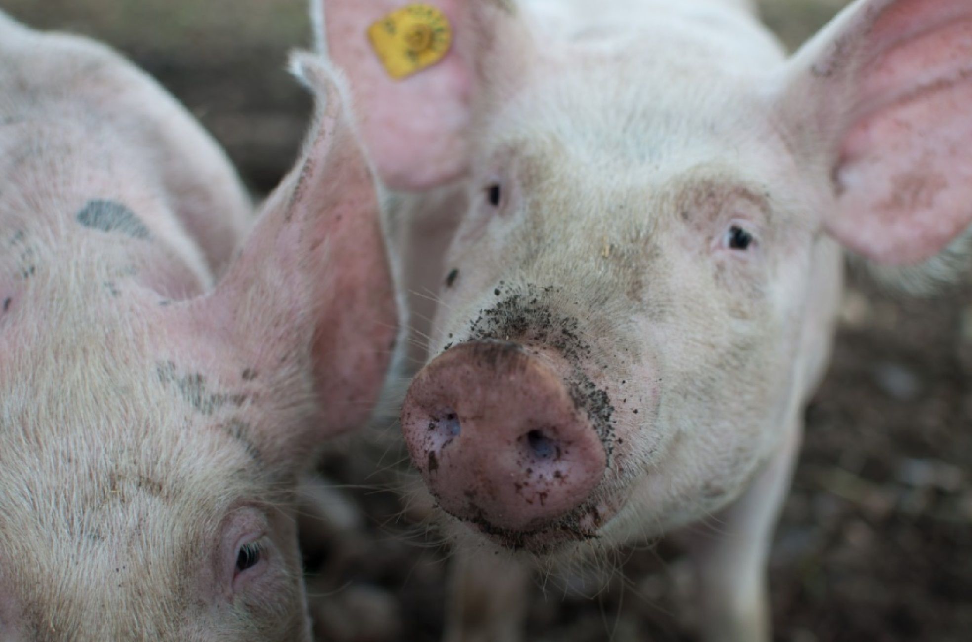 El aviso del Govern: Catalunya se juega 1.000 millones de euros por la peste porcina africana