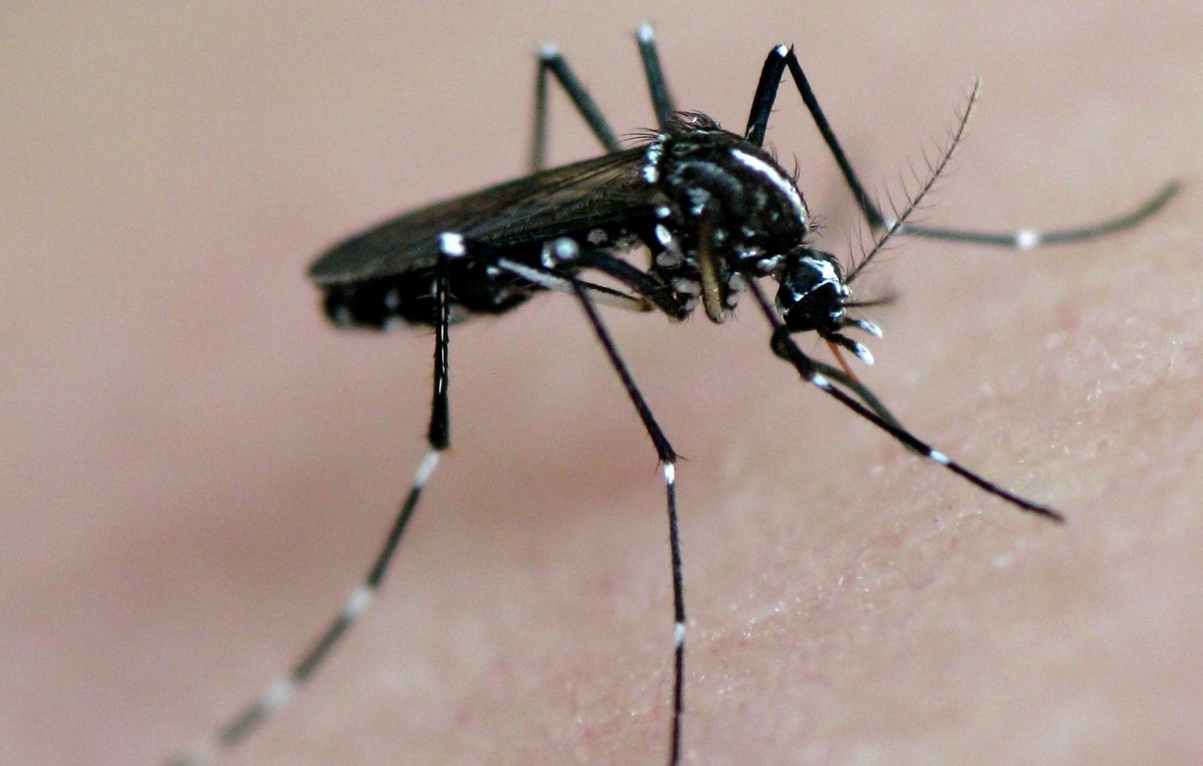 Confirmat el tercer cas de dengue contret en Espanya