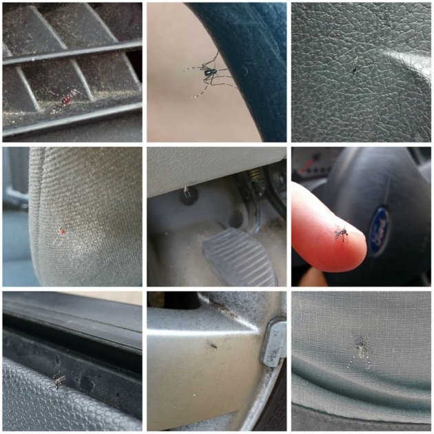 mosquitotigre coches ciudadania