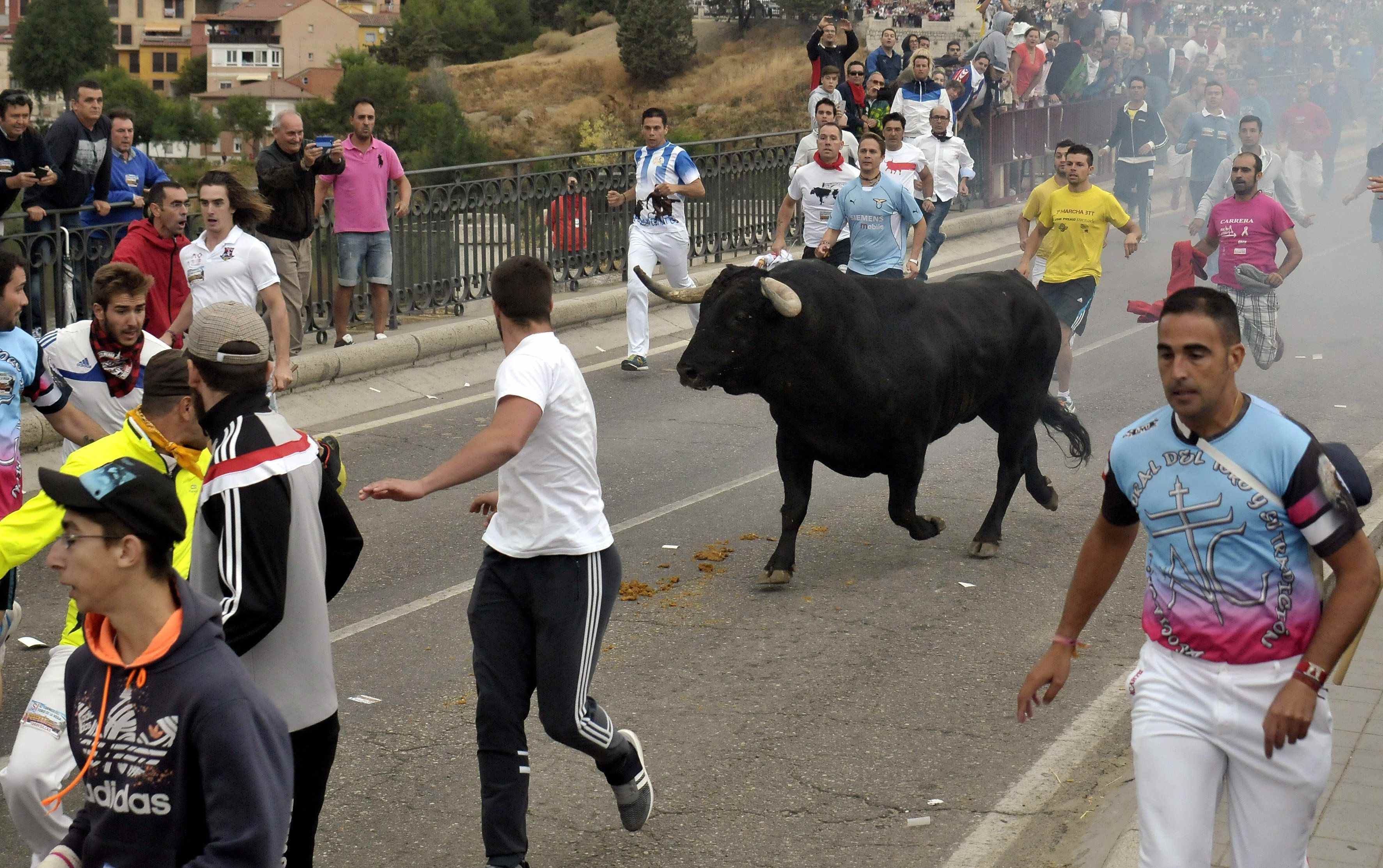 La Justícia frena la mort del Toro de la Vega però permet celebrar la festa