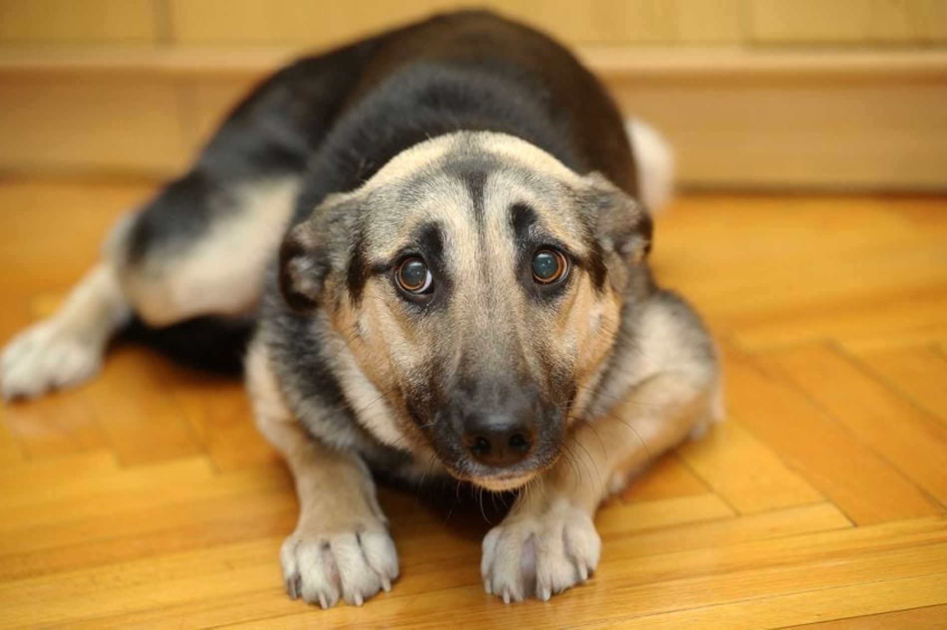 5 consejos definitivos para aliviar el estrés de tus mascotas por los petardos