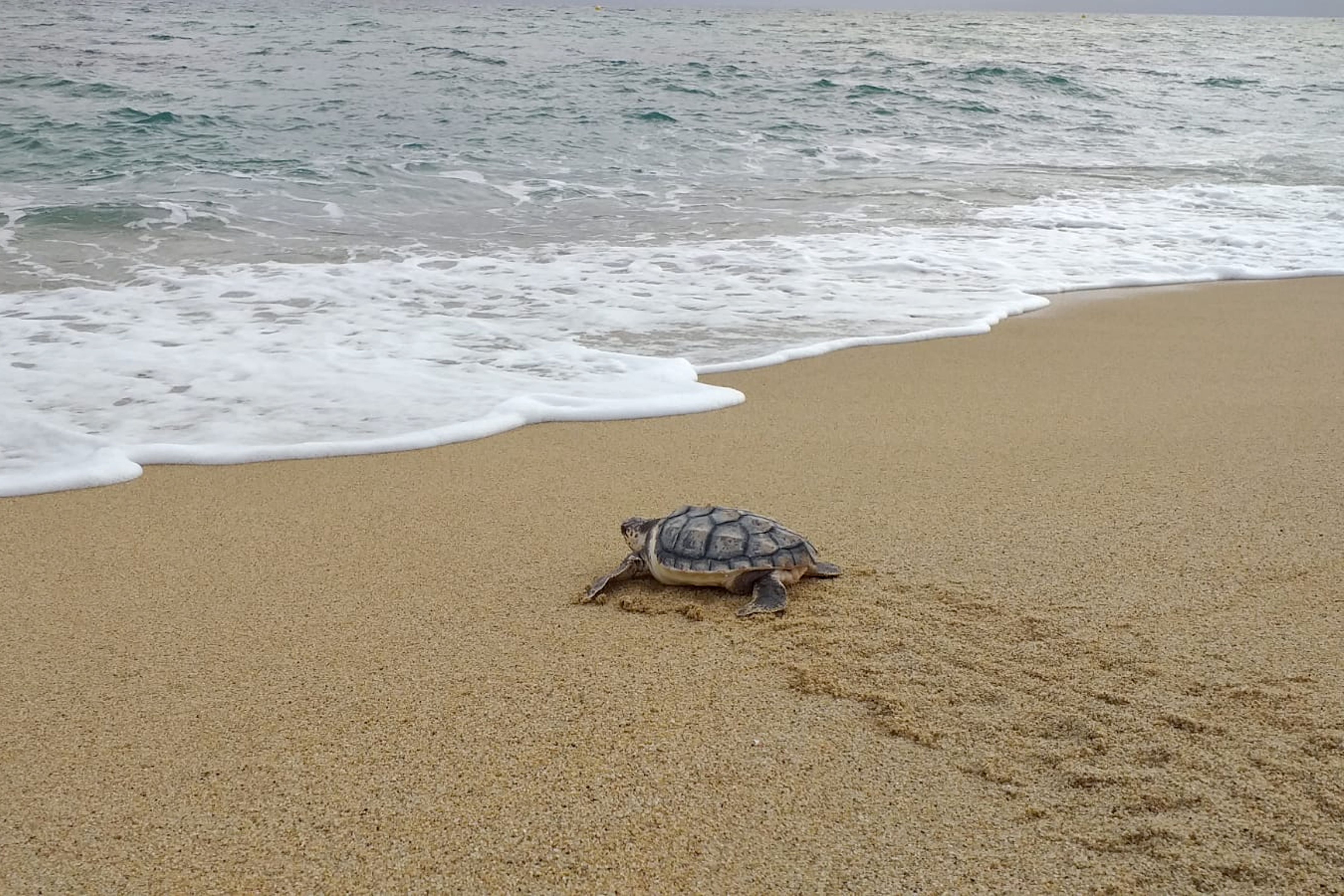 Per què les tortugues marines trien la costa catalana per nidificar?