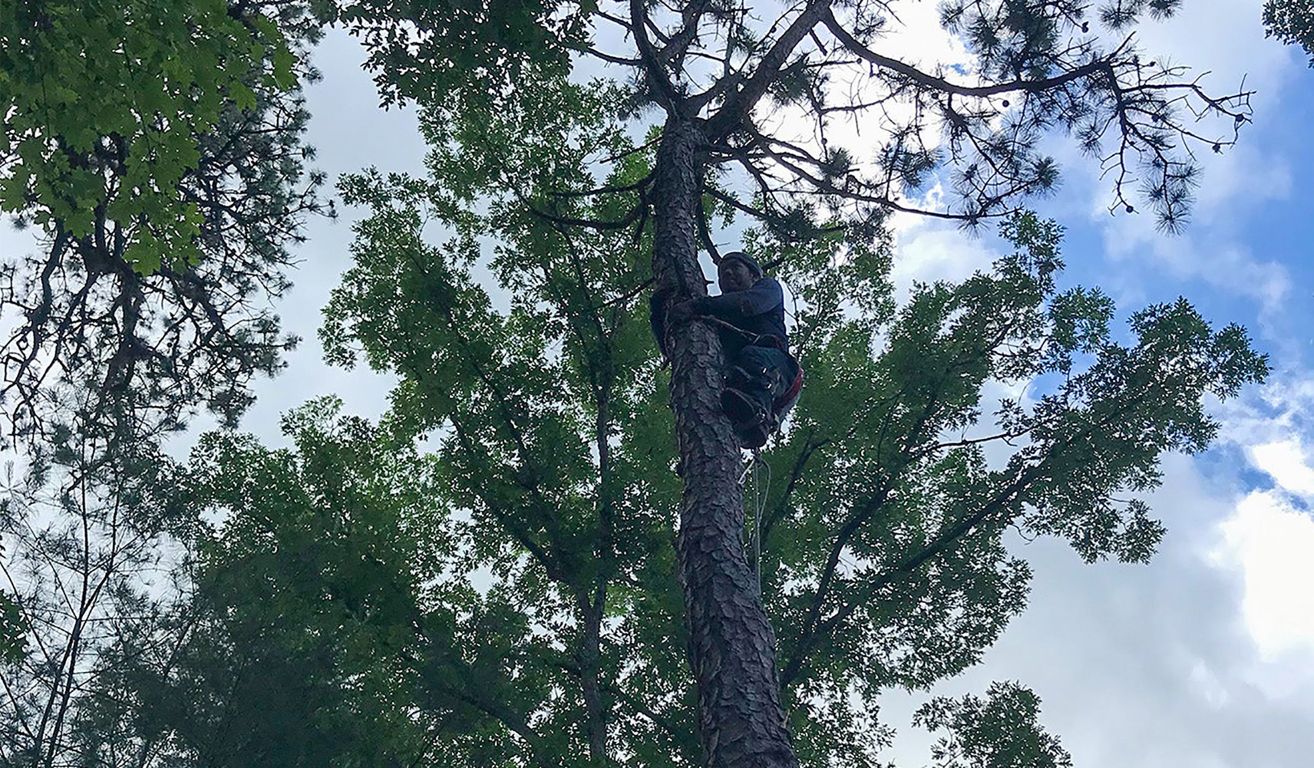 Si ja has escrit un llibre i tingut un fill, consulta bé la normativa abans de plantar un arbre