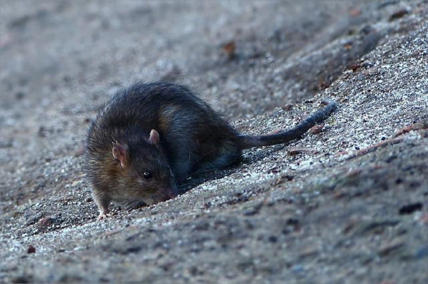 Denuncien una plaga de rates al districte de Sant Martí de Barcelona