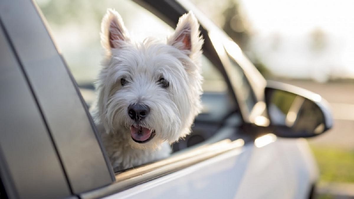 Multes de fins a 5 xifres per deixar la teva mascota dins del cotxe