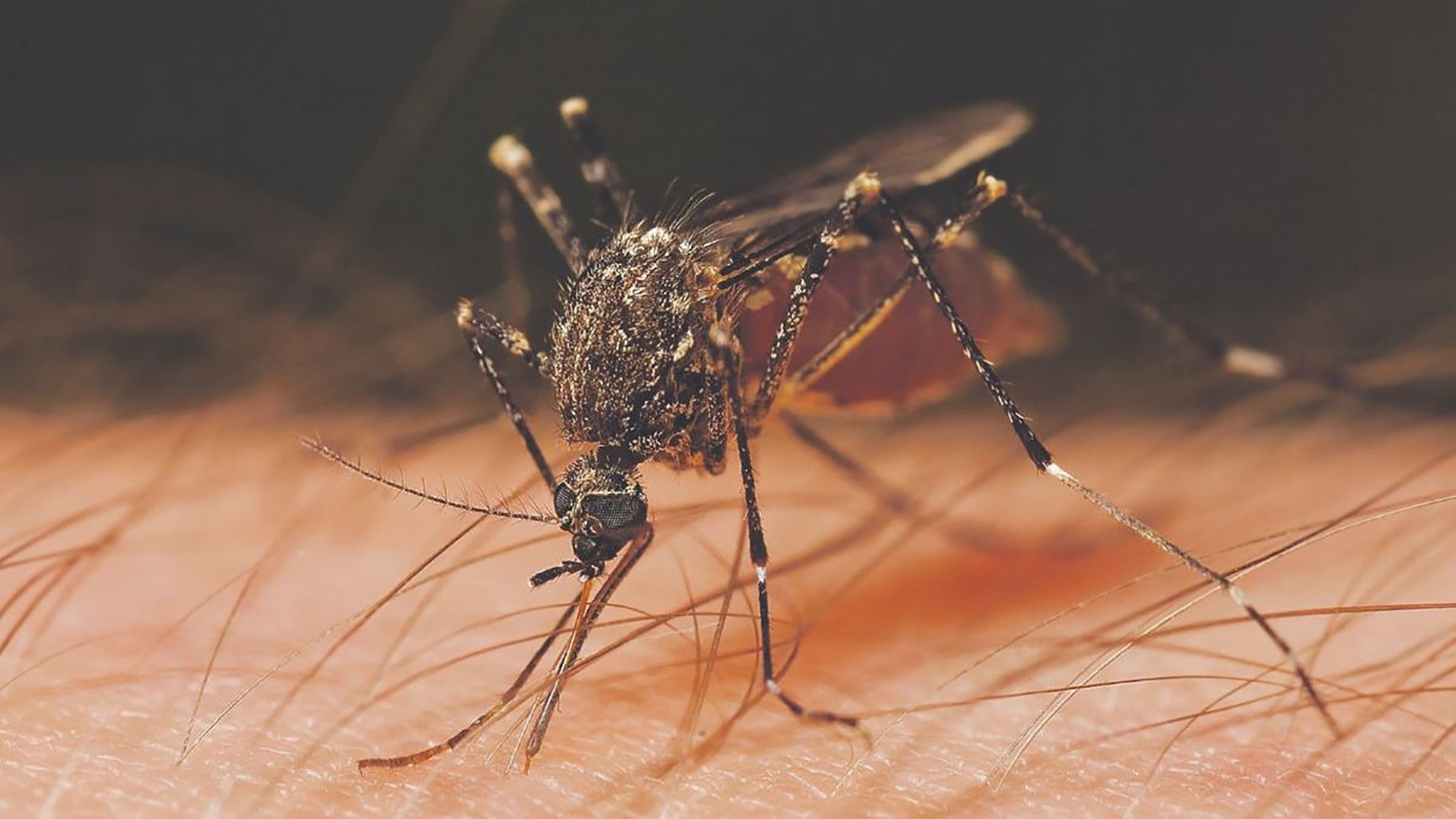 La IA també pot amb els mosquits